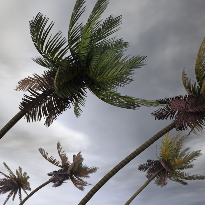 palm trees in storm