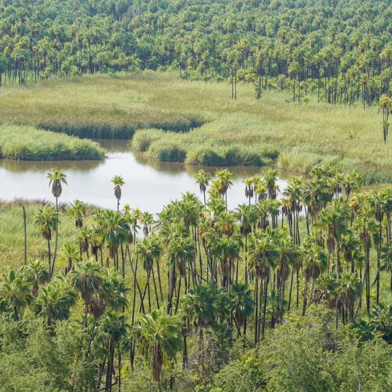A water oasis in the Sierra de la Laguna mountains near Los Cabos