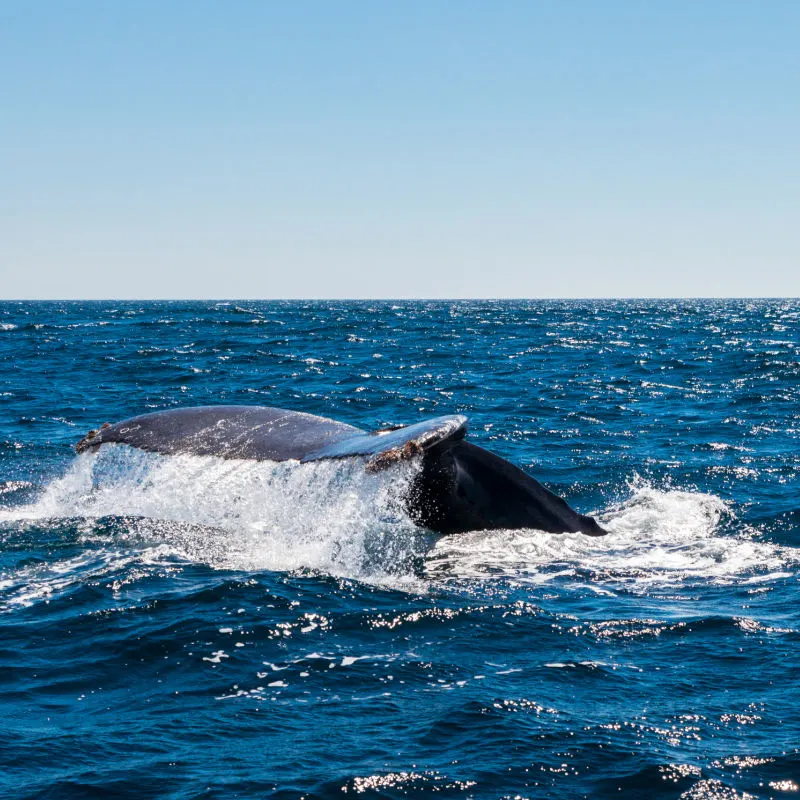 whale in ocean