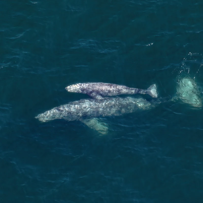 Grey Whales Parent and Offspring swimming in the ocean