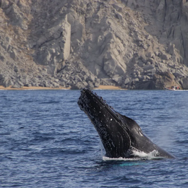 Humpback Whale in Sea of Cortes México in Los Cabos traveling in Whale season