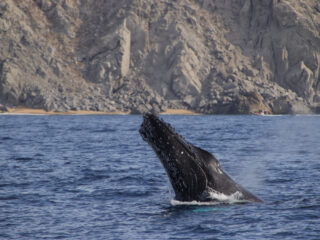 Los Cabos Whale Watching Tours To Start In 10 Days