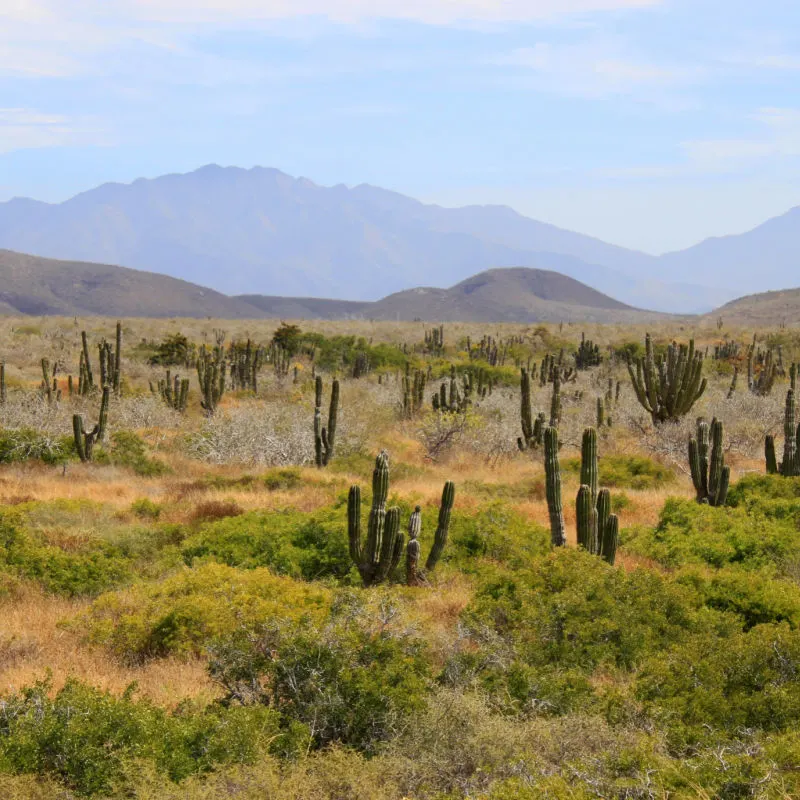 Mexican cactus field in the desert, part of a large nature reserve area in the town of Todos Santos, in Baja California Sur, La Paz, Mexico.
