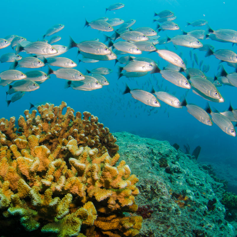 School of silver fish , coral reefs of Sea of Cortez, Pacific ocean. Cabo Pulmo National Park, Baja California Sur, Mexico.