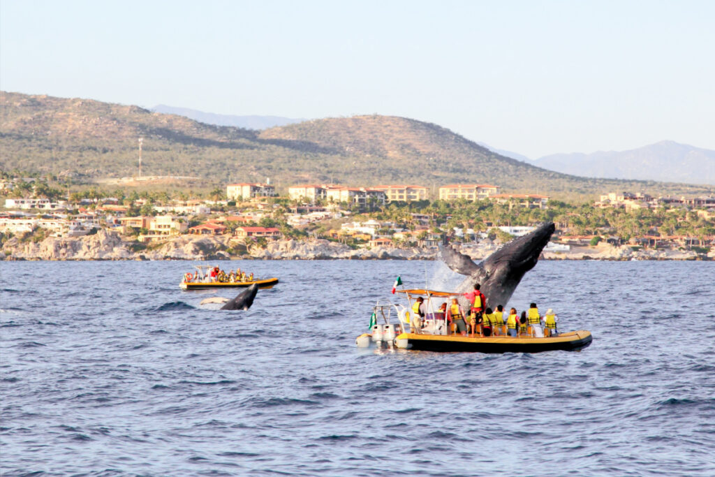 whale tours in los cabos