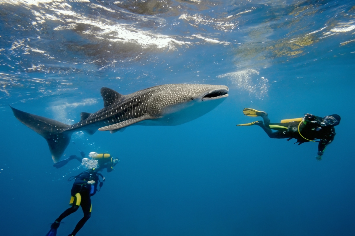 Divers swimming with a whale shark