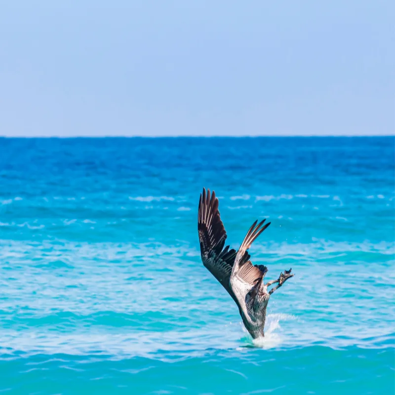 bird flying at el tesoro beach la paz mexico