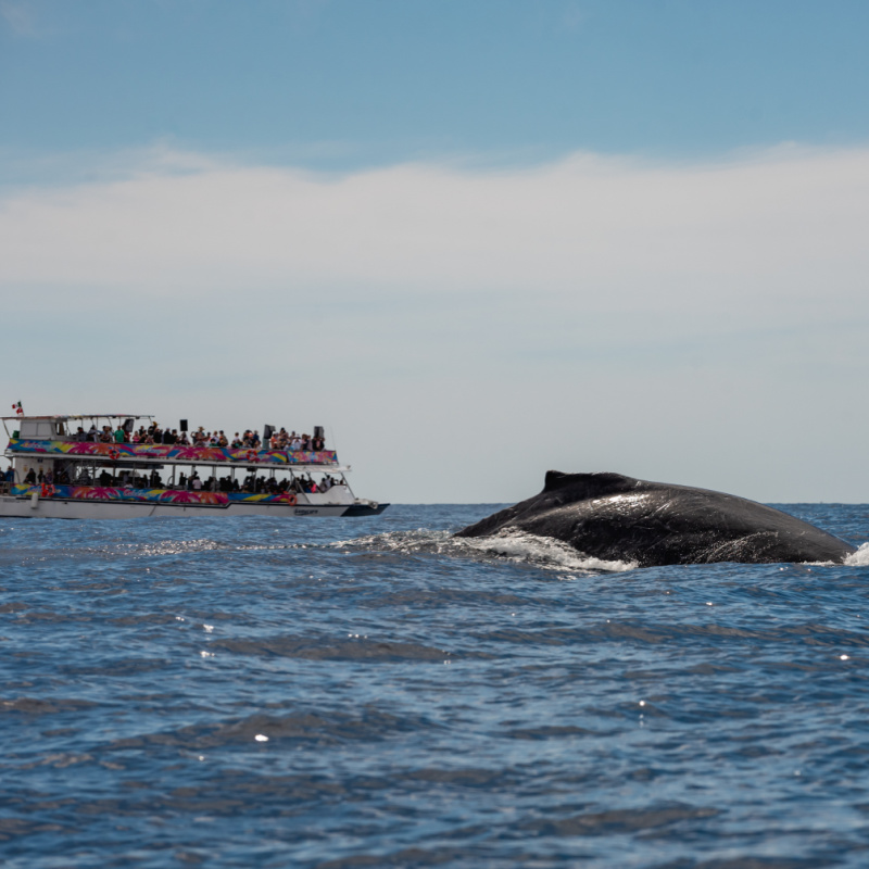 cabo whale tour