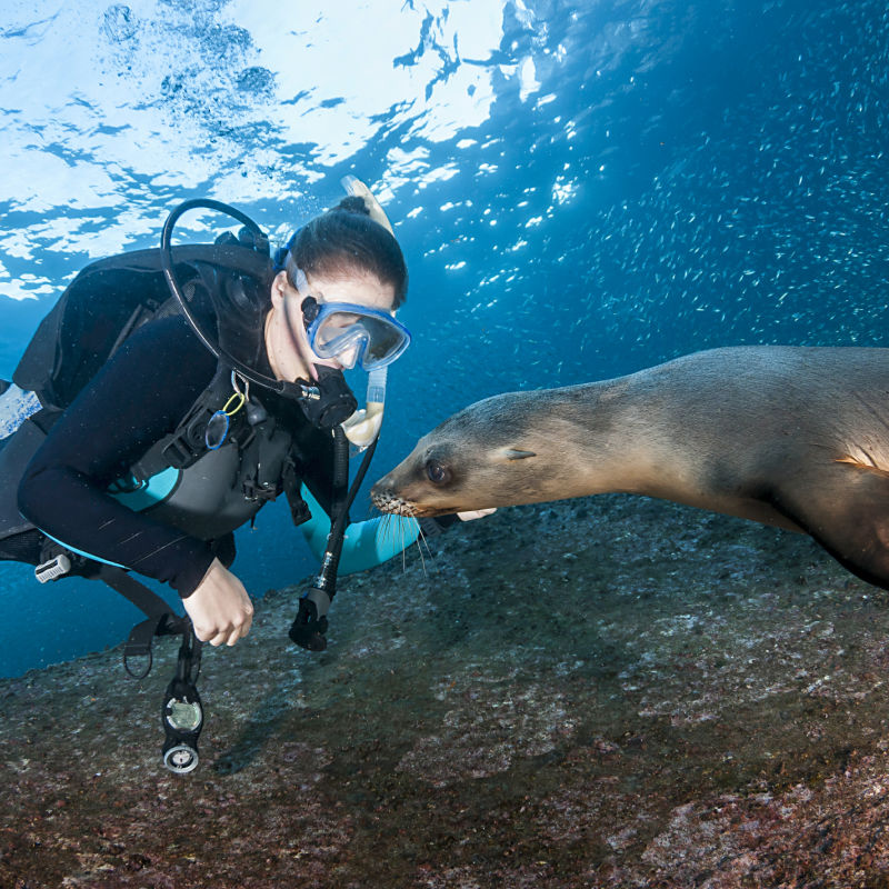 scuba diver with sea lion in the sea of cortez