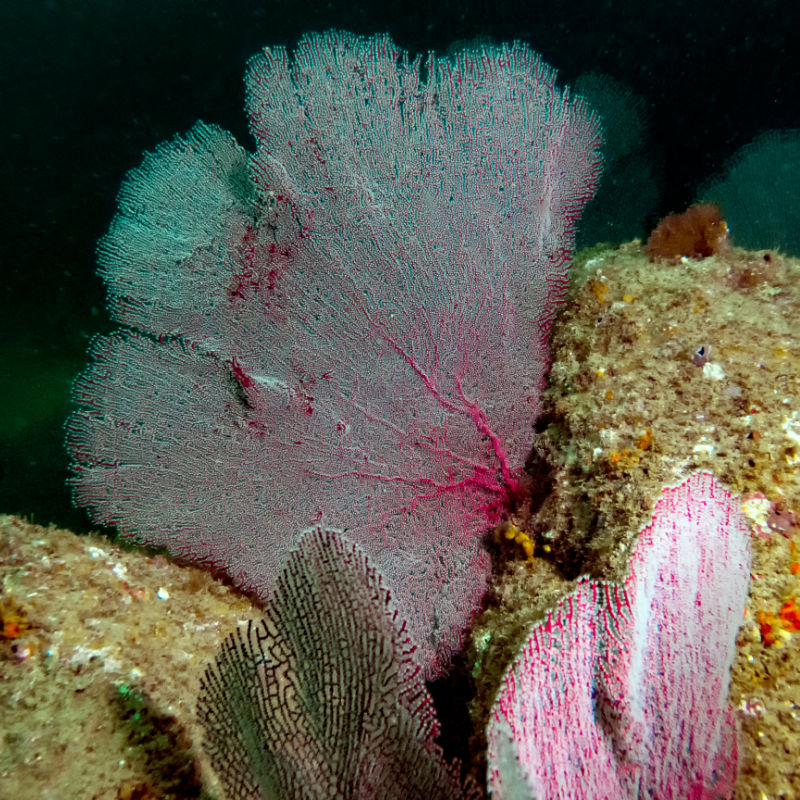 soft coral in the baja california sur 