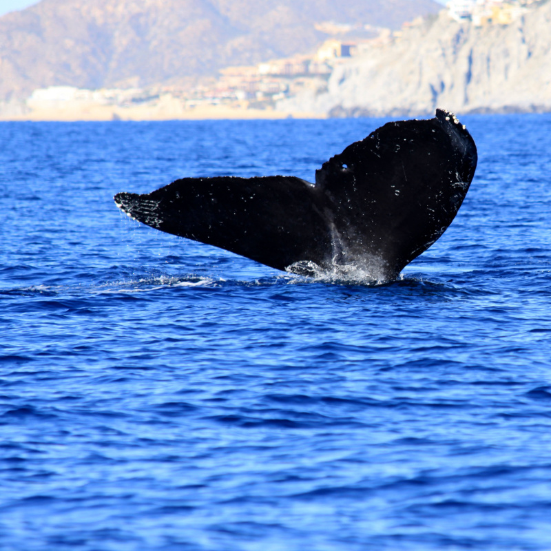 whale tail in ocean in los cabos