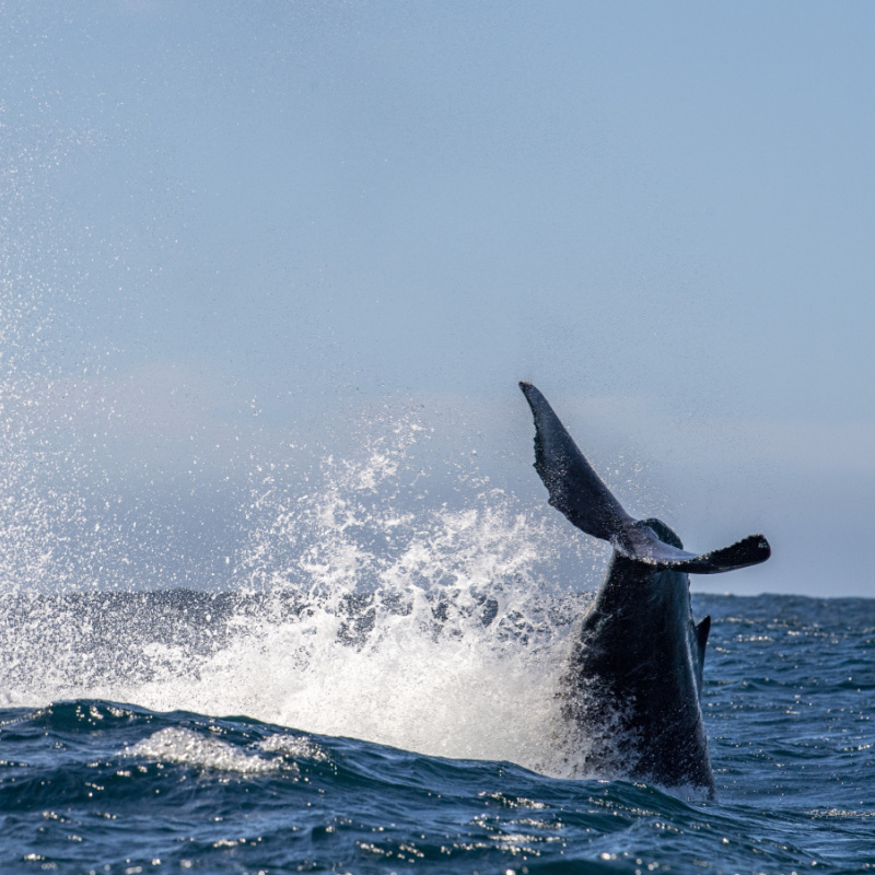 whale tail splashing