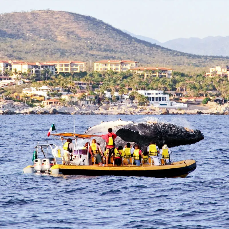 Whale Near a Zodiac Whale Watching Tour Boat with Tourists On It in Cabo San Lucas, Mexico