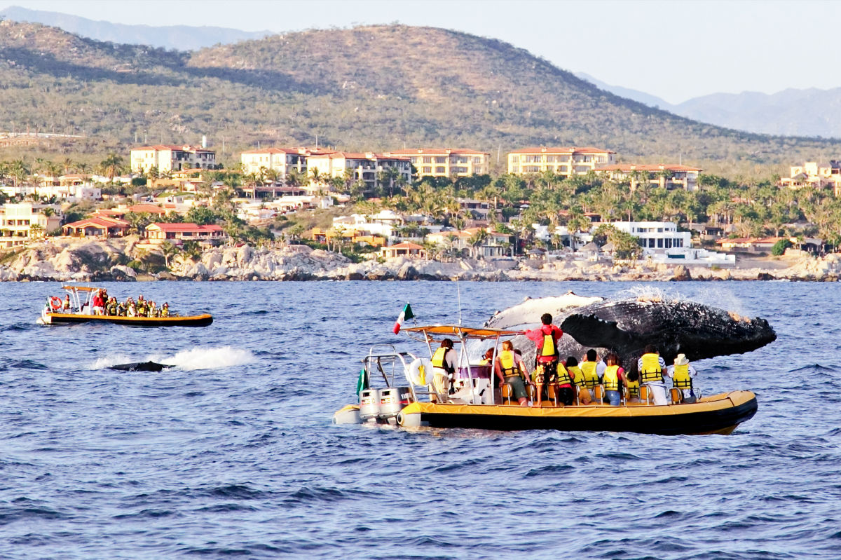 Whale Near a Zodiac Whale Watching Tour Boat with Tourists On It in Cabo San Lucas, Mexico