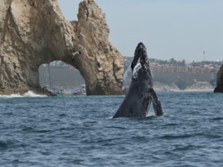 Whale Near the Arch in Cabo San Lucas, Mexico