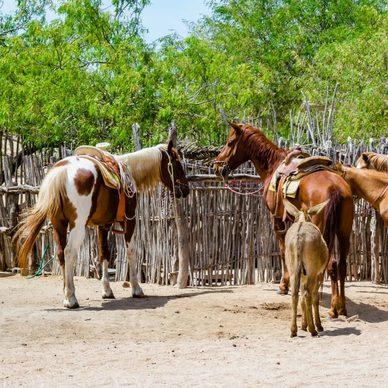 horses on farm in cabo san lucas