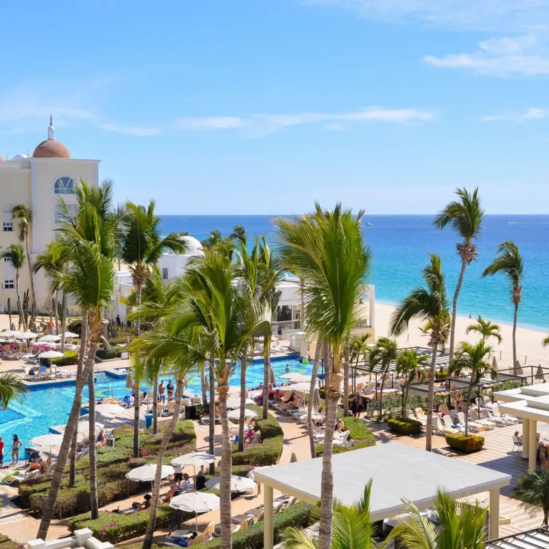 palm trees swaying at cabo resort