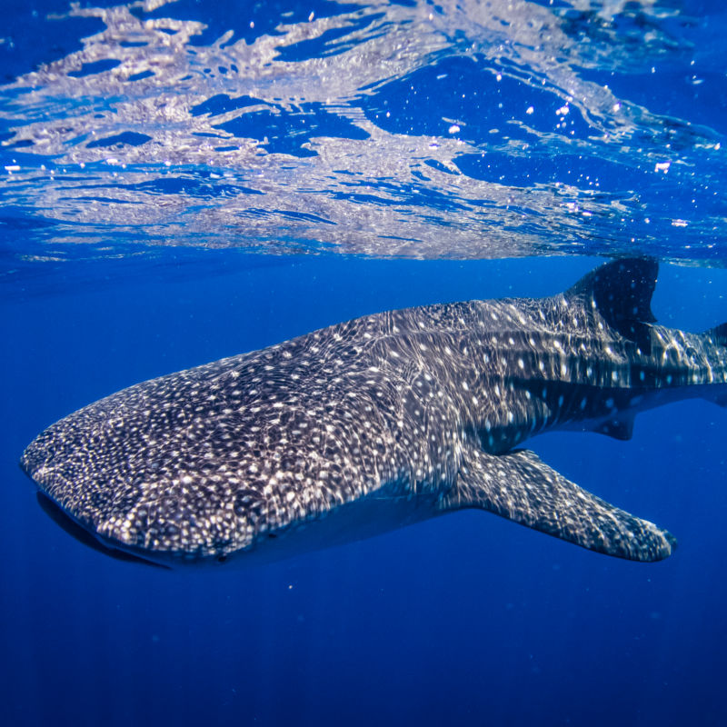 A whale shark swimming