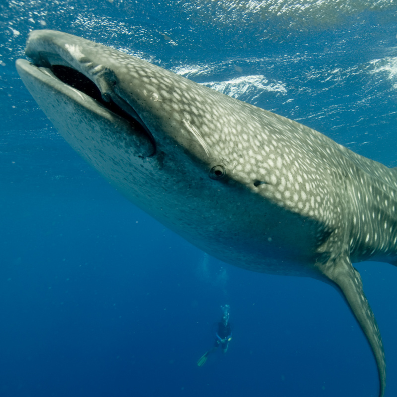 A whale shark underwater swimming towards the camera