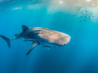 Complete Guide To Los Cabos Whale Shark Swimming In 2024