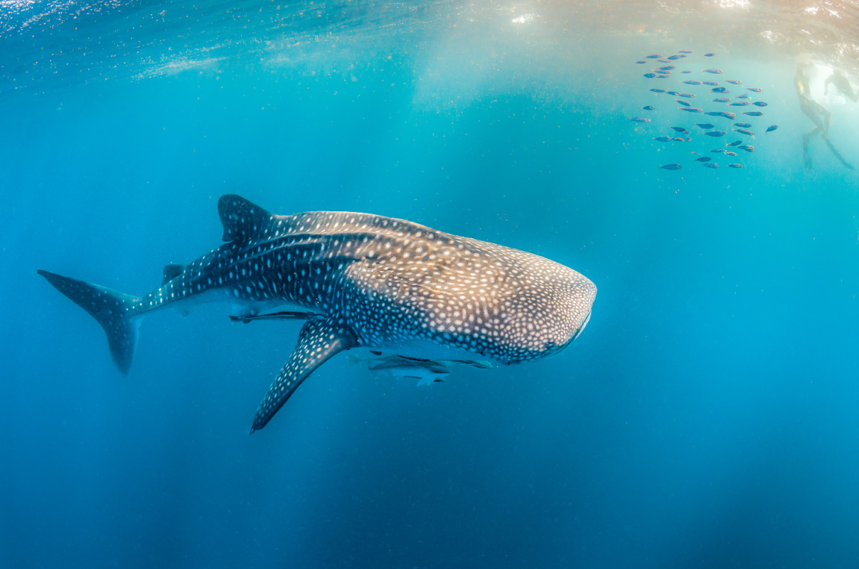 Whale shark swimming with fish around it