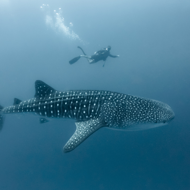 Diver swimming with a whale shark