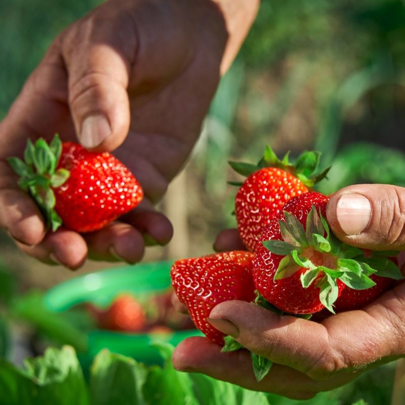 Elderly woman farmer collects a harvest of ripe strawberries.