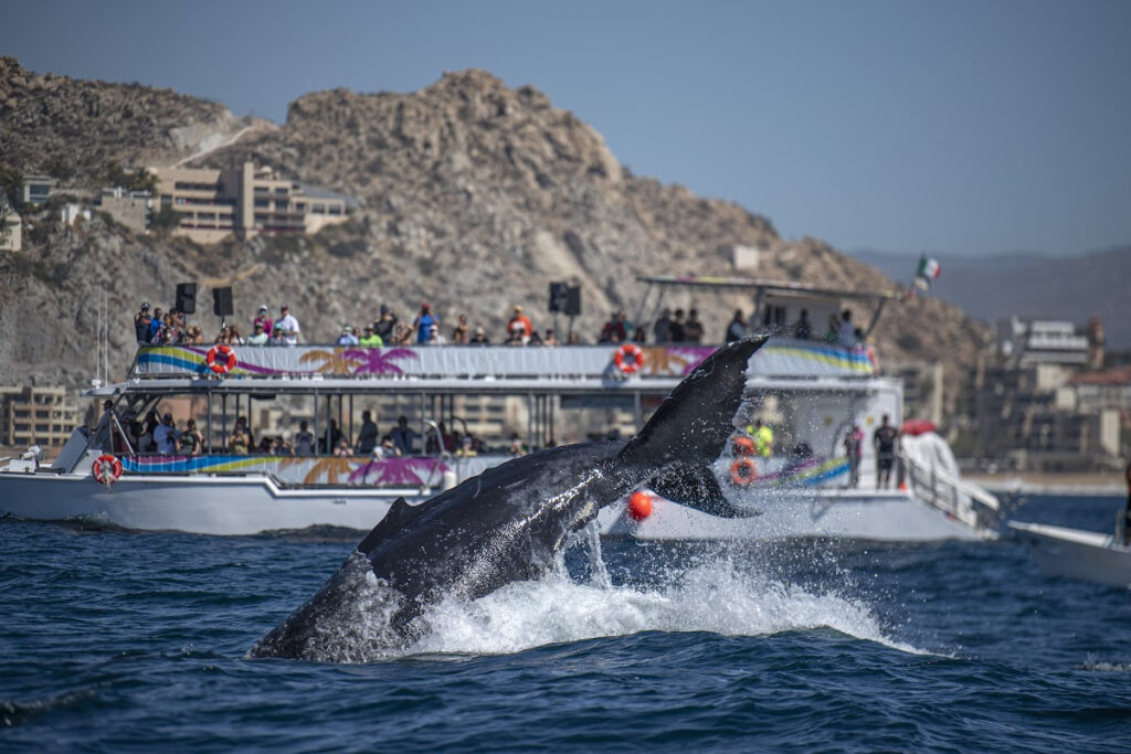 Whale Near a Whale-Watching Boat in Cabo San Lucas
