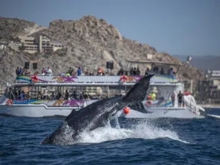 Whale Near a Whale-Watching Boat in Cabo San Lucas