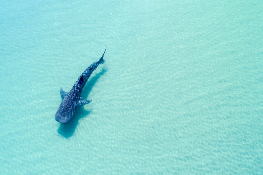 Whale Shark in the Crystal Clear Waters of La Paz, Mexico