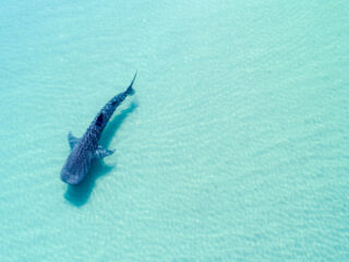 Whale Shark in the Crystal Clear Waters of La Paz, Mexico