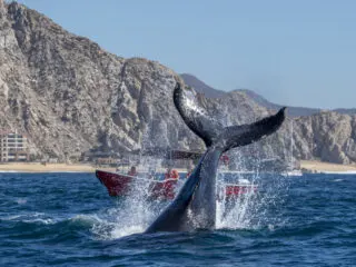 Why Now Is The Best Time To Visit Los Cabos For This Popular Travel Trend 