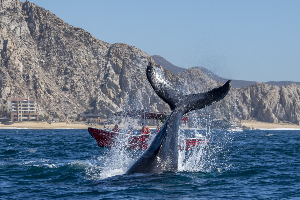 Whale jumping in the water at Los Cabos with a boat in the background