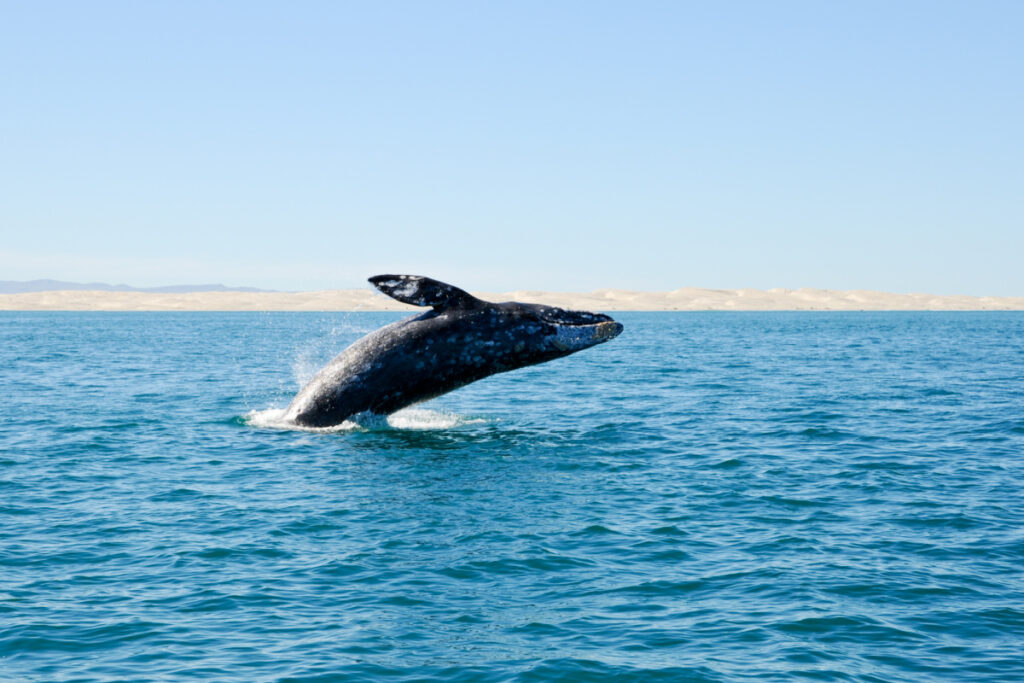 Why This Destination Near Los Cabos Is One Of The Best Places For Whale-Watching 
