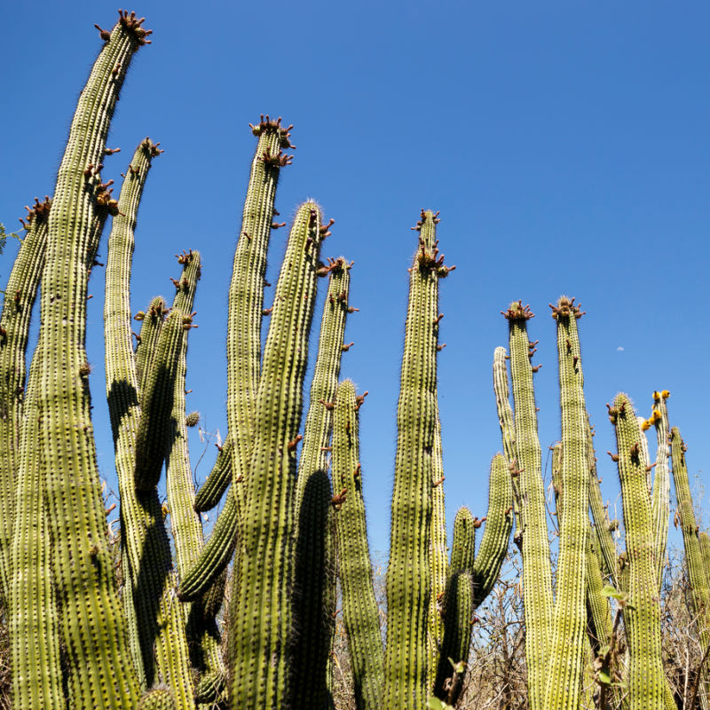 cactus sanctuary near el triunfo
