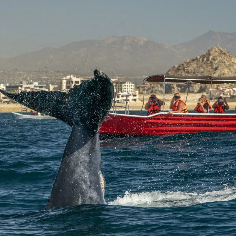 whale watching tour in los cabos