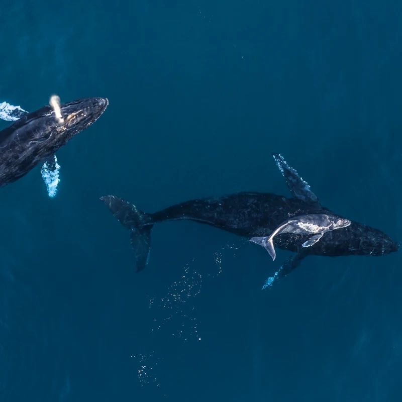 whales swimming in los cabos