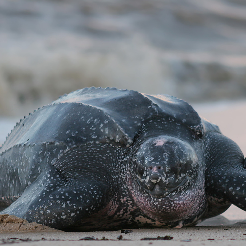 A leatherback turtle on a beach
