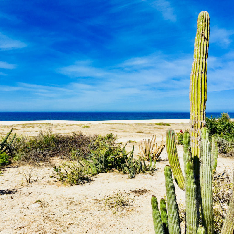 Desert beach at Los Cabos. Baja California Sur, Mexico