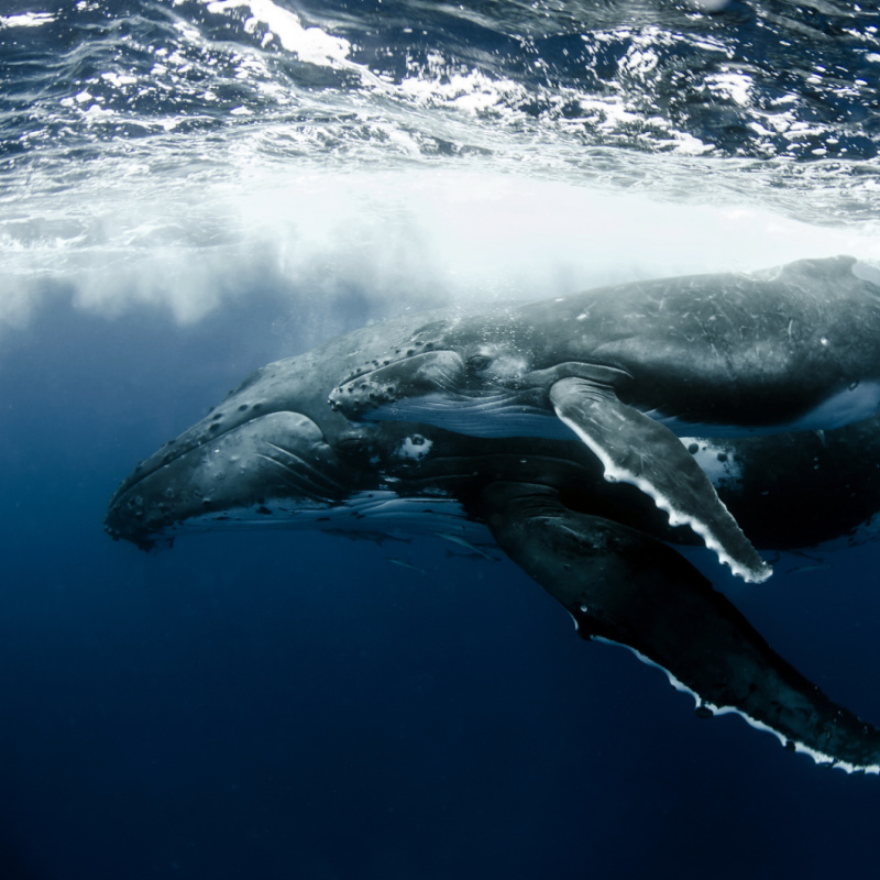 Humpback Whale mother & calf swimming in Tonga waters