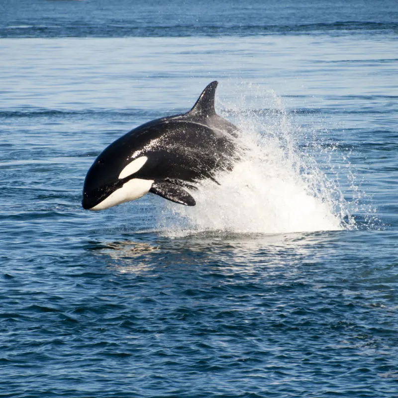 Killer whale jumping out of the water