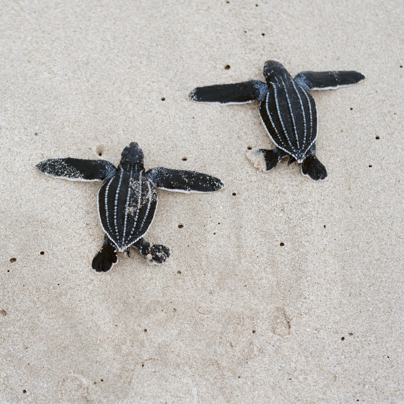 Leatherback turtles are released on the beach.