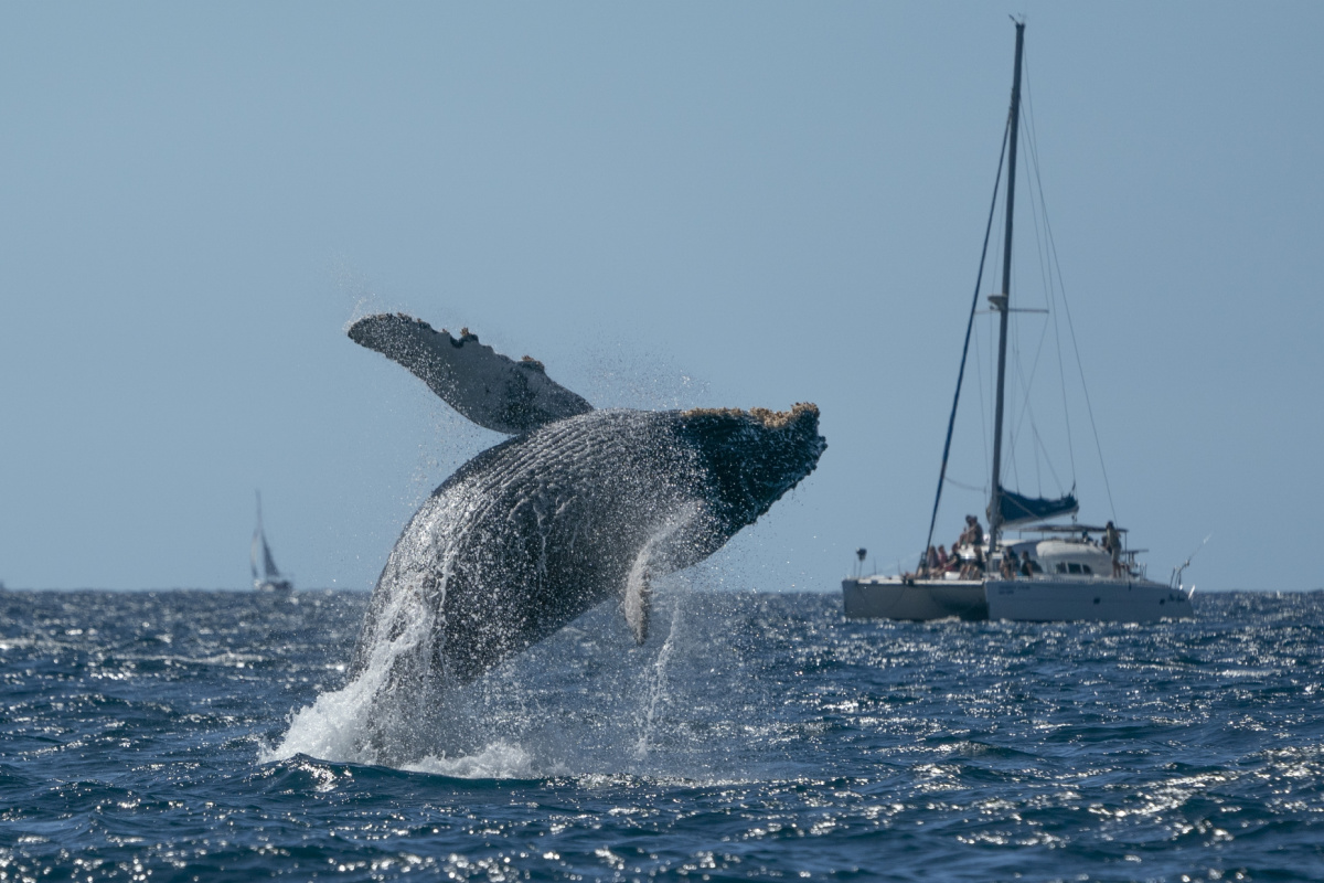 Whale jumping out of the water with boats in the background