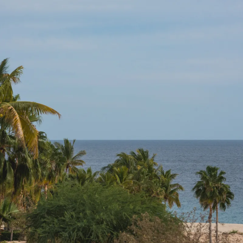 Palm trees with sea in the background in San José del Cabo