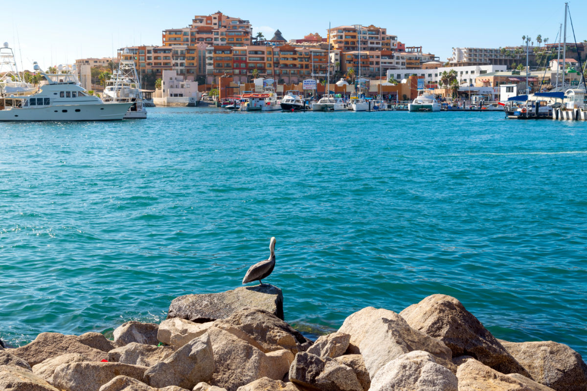 A brown pelican sits on the rocks across from the touristic port town and marina at the cruise port of Cabo San Lucas