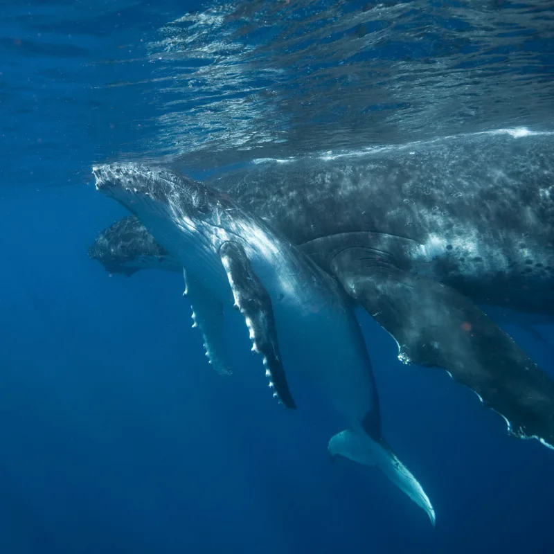 humpback whale with her calf