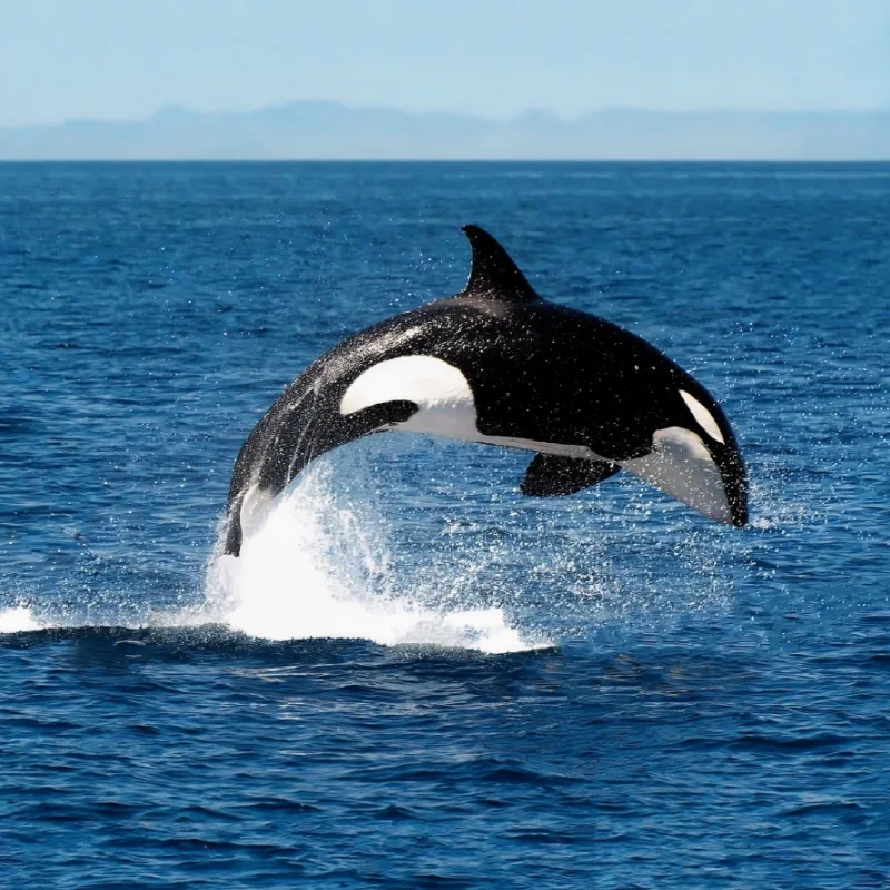 A killer whale jumping out of the water