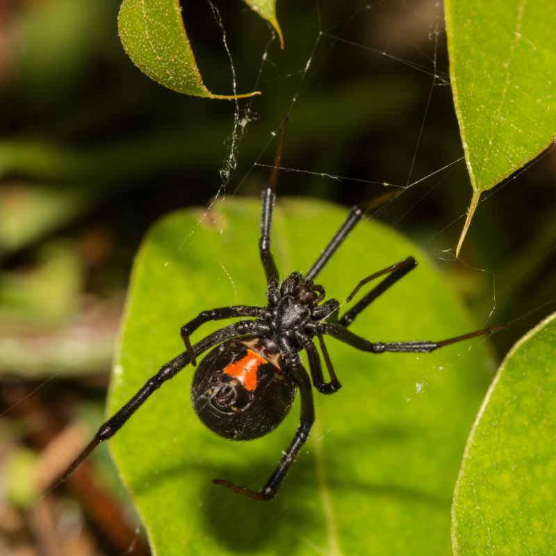 Black widow spider with leaves in the background