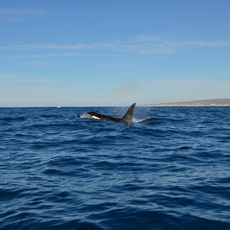 General shot of beautiful orca whale swimming in sunny day in mexican sea near the city of Los cabos.