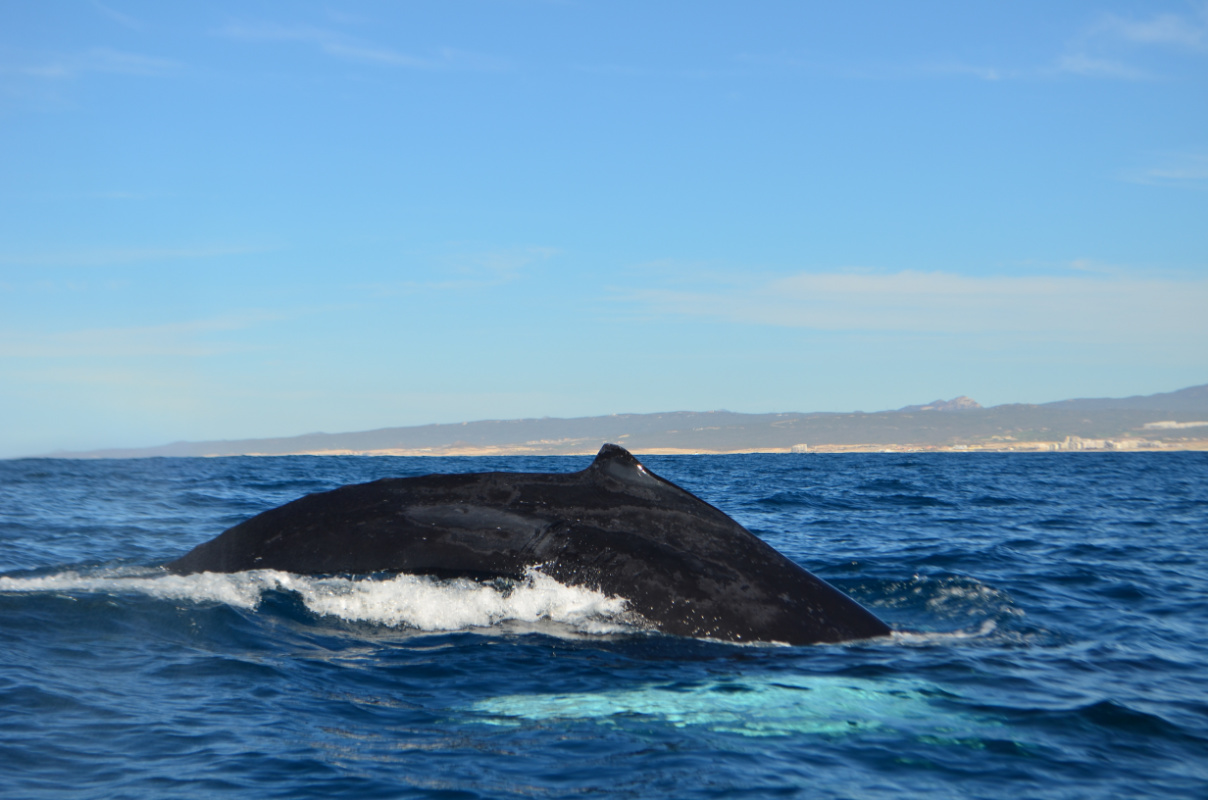 Medium shot of beautiful killer whale loin swimming in the sea of ​​Cortez near the Mexican city of Los Cabos on sunny day with beautiful blue sky.